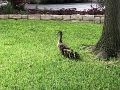 Kids_DucklingsInYard_7-2021 (1)